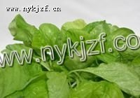 纯绿色大叶青苋菜种子